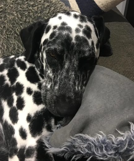 Dalmaçyalı erkek köpek için yeni aile